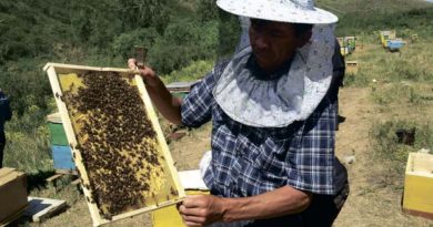 Как получать доход от разведения пчел?