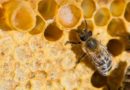 Как пчелы переваривают мед и пергу