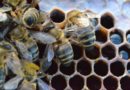 Как определить степень заклещенности пчелиной семьи