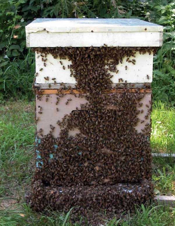 сильная пчелосемья