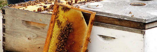 советы пчеловодам